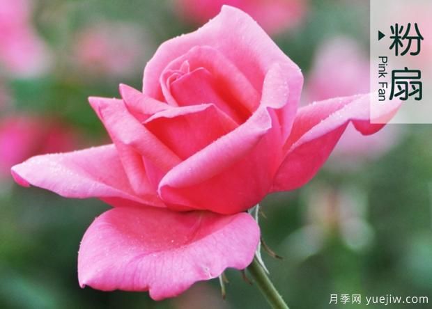 樹(shù)狀月季的嫁接方法(圖1)