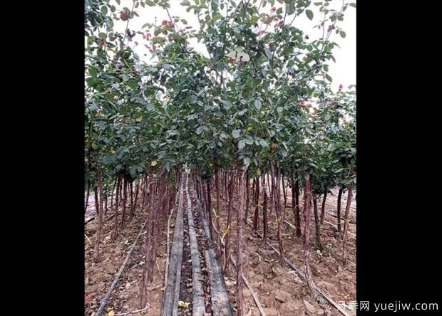 怎樣用淘米水澆月季花？(圖1)