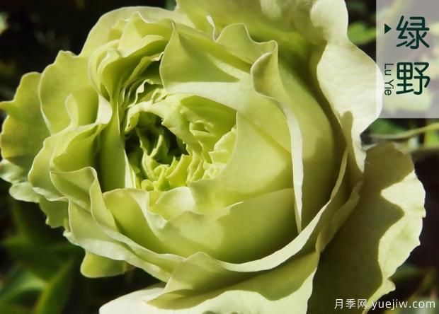 氣調(diào)法維護(hù)樹狀月季的要點(diǎn)(圖1)