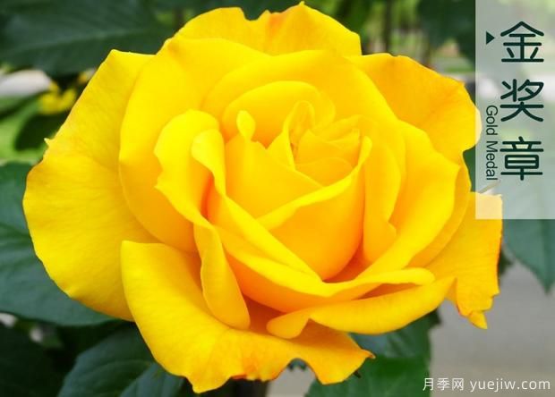 月季移栽定植后怎樣做好大棚管理？(圖1)