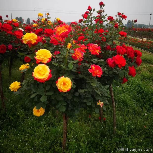 為什么市場上的月季品種五花八門價(jià)格也高低不一？(圖1)