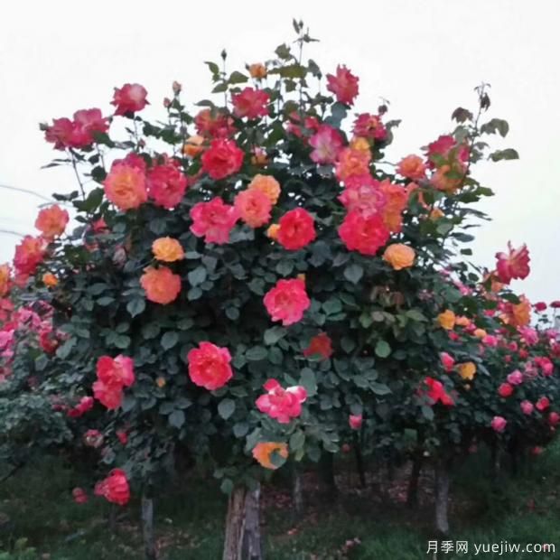 垂頭的月季花朵是品種決定的嗎？快來(lái)看看真想把(圖1)