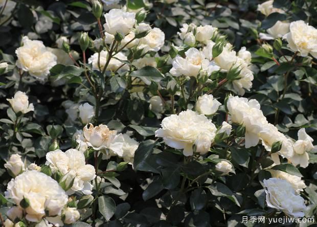 影響花朵***重要的因素你知道嗎？(圖2)
