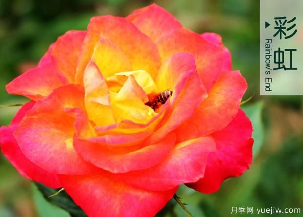月季花的花期怎么護(hù)理？(圖1)
