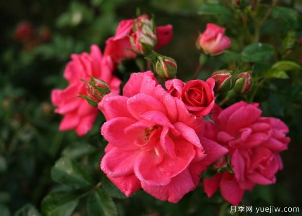 秋季月季花管理要點有哪些？(圖1)