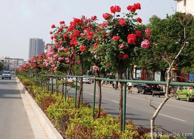 月季萌芽期，養(yǎng)護(hù)抓住這幾點不斷爆盆(圖1)