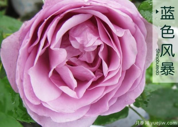 藤本月季在更新時應(yīng)如何保護(hù)芽？(圖1)