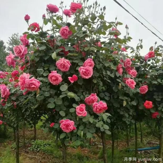 種植月季為什么要有一個(gè)通風(fēng)環(huán)境？(圖1)