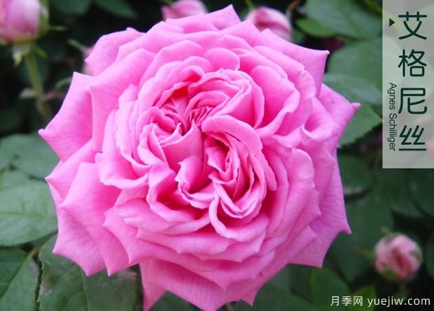 大花月季與豐花月季 你喜歡那個？(圖1)