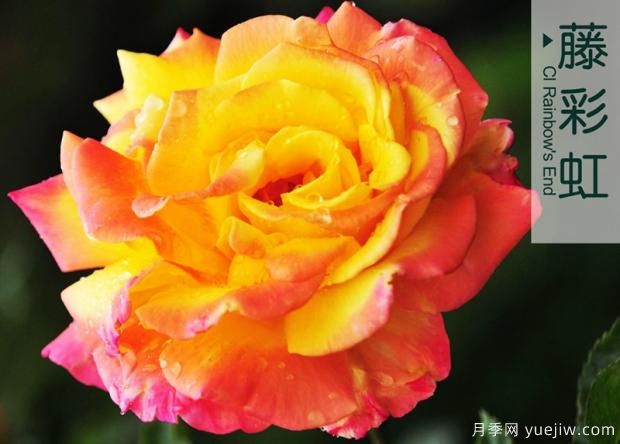 微型大花月季點(diǎn)綴陽(yáng)臺(tái)有這幾種！(圖1)