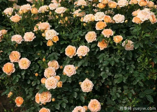 關(guān)于月季更新如何修剪和保護(hù)芽(圖1)