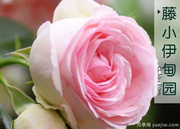 月季長(zhǎng)管蚜的防治方法(圖1)