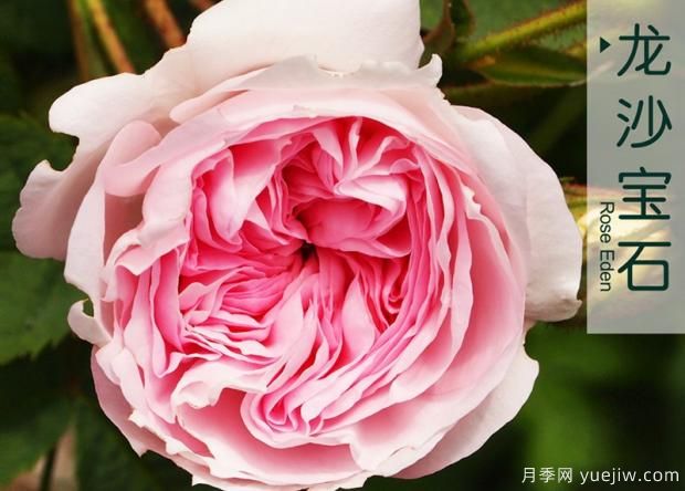 想讓月季長得好 這些細節(jié)不能少(圖1)