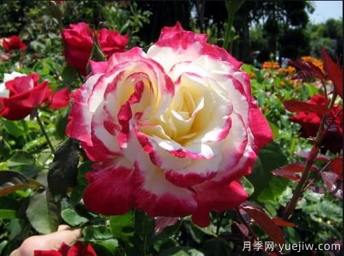 養(yǎng)花小白如何變大神？不可錯失的月季種植入門攻略（光照篇）(圖1)