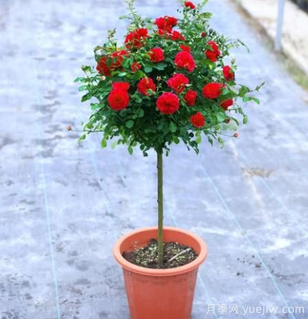 養(yǎng)花小白如何變大神？不可錯失的月季種植入門攻略（光照篇）(圖2)