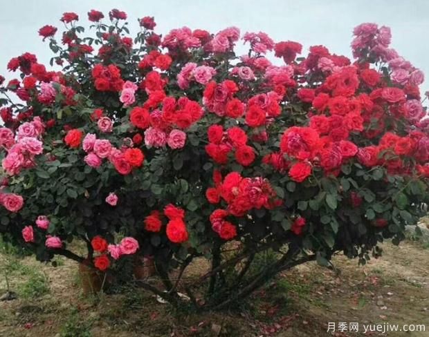 月季界的新寵——樹狀月季，好養(yǎng)又好看！(圖3)