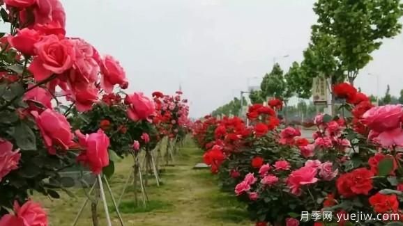 樹狀月季嫁接技術要點(圖1)