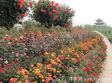 大花月季育殖新竅門(mén)！！(圖1)