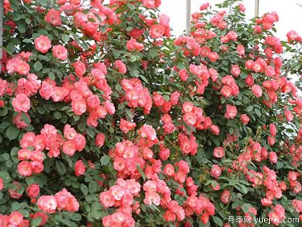 夏季也能觀賞的月季花，推薦4個(gè)耐熱月季(圖1)