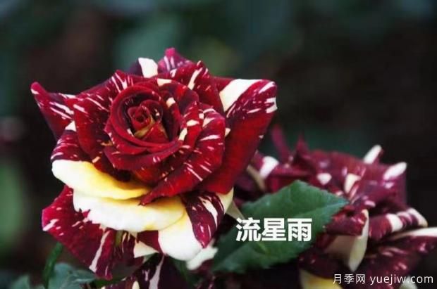 導致月季花黃葉常見的三個原因是什么？大花月季基地告訴你(圖1)