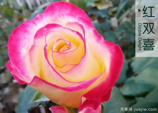 大花月季和豐花月季哪個(gè)更漂亮？二者有什么區(qū)別？(圖1)