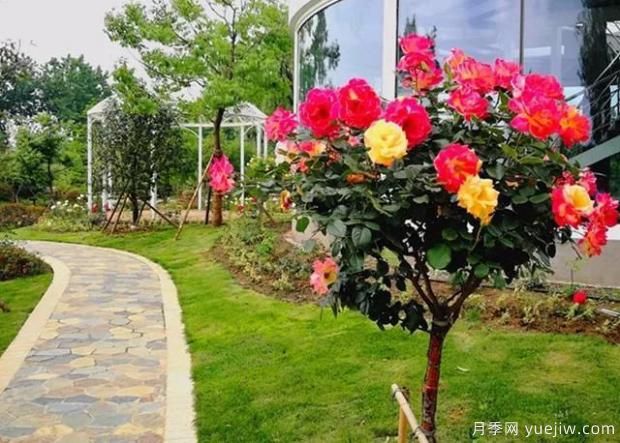 想買到好的月季小苗，可留意從三個(gè)方面選擇！(圖1)