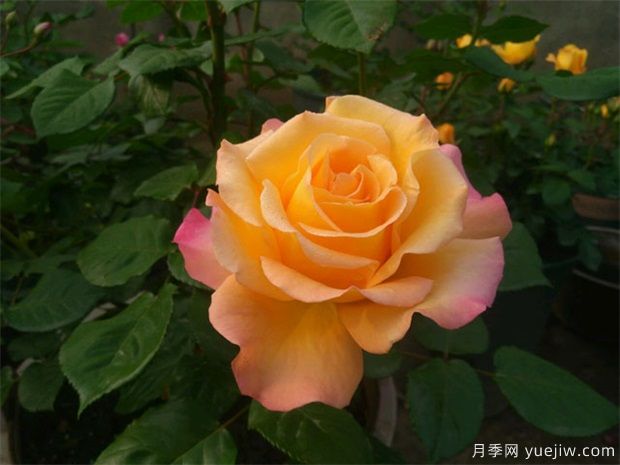 南陽月季花的花期是什么時(shí)候？想要開花要滿足哪些條件？(圖1)