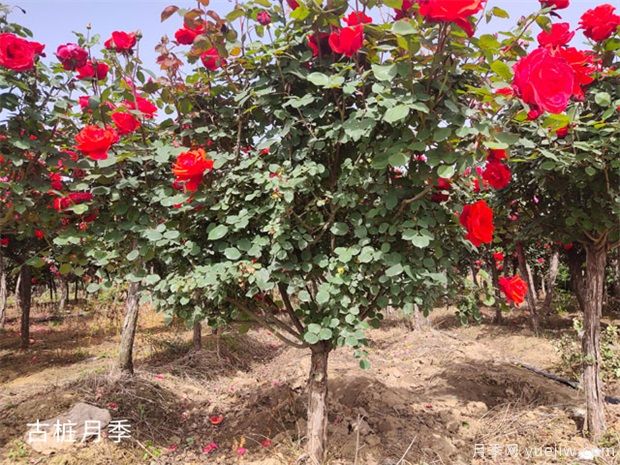 把花養(yǎng)成“月季樹”的訣竅教學(xué)?。?!(圖1) 把花養(yǎng)成“月季樹”的訣竅教學(xué)?。?!(圖1)