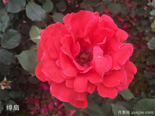 大花月季中的經典種類你都知道幾個？(圖1)