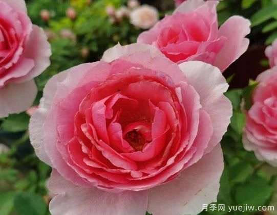 旋轉(zhuǎn)香水月季的優(yōu)缺點(diǎn)是什么？(圖1)