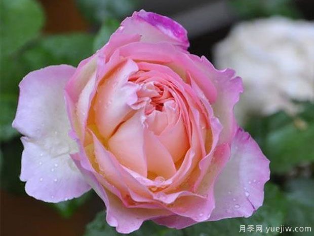破曉月季養(yǎng)護方法有哪些？(圖1)