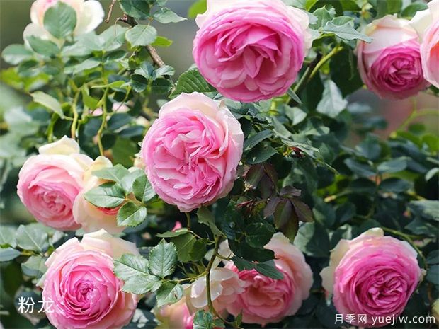 怎樣使月季多開花，常開花(圖1)
