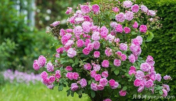 園林種植樹(shù)狀月季要怎樣正確施肥？(圖1)