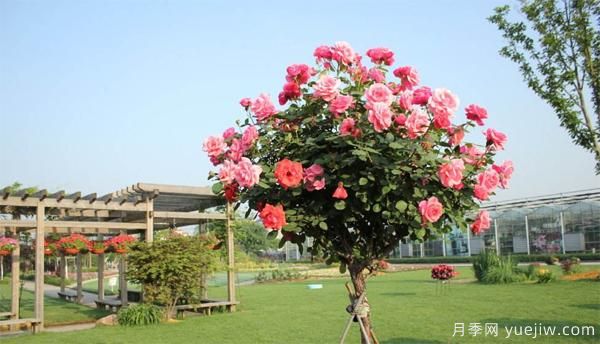 樹狀月季花苗秋天該不該修剪？(圖1)
