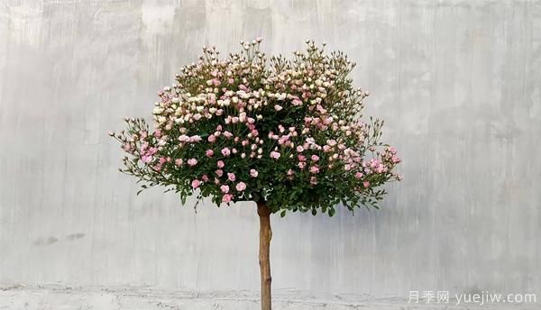為防止病蟲危害，月季花的花后修剪應(yīng)該怎樣修剪？(圖1)