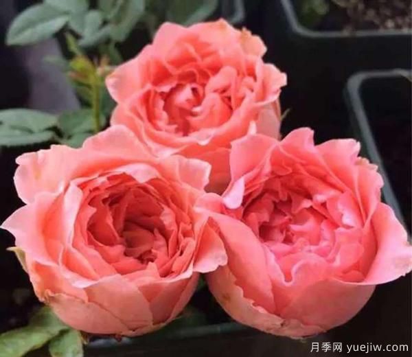 月季花,開開落落,無(wú)斷有續(xù),將美艷演繹成長(zhǎng)久的絢麗(圖1) 月季花,開開落落,無(wú)斷有續(xù),將美艷演繹成長(zhǎng)久的絢麗(圖1)