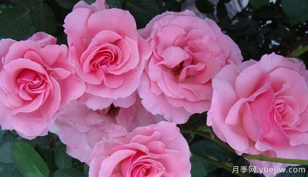 新手怎樣才能養(yǎng)好一枝剛扦插的樹狀月季？(圖1)