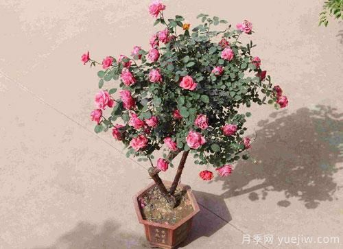 進入冬季天氣寒冷，月季都有不同程度霜凍，我們該如何補救呢？(圖1)