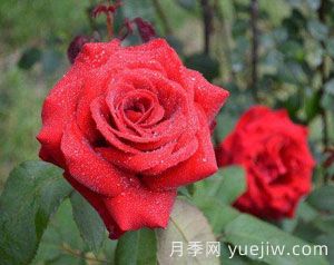 多方位介紹樹狀月季施肥技術(圖1)