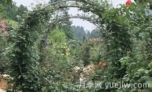 6種月季四季開花經(jīng)過(guò)數(shù)百年的栽培(圖1)