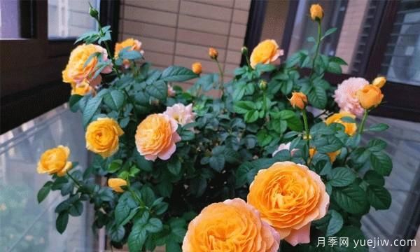 綠植盆栽是家居生活的必備點(diǎn)綴物，藤本月季為你家的陽臺(tái)流光溢彩(圖1)