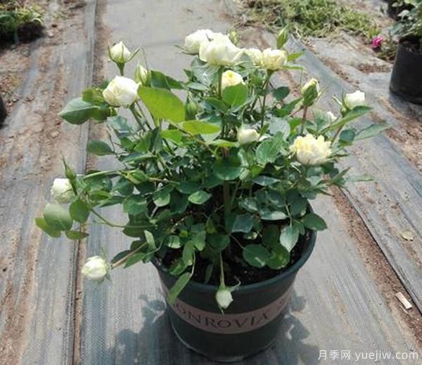 我們想要月季花，長勢壯，開花多，及時合理的修剪非常重要。(圖1)