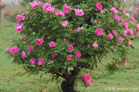 如何防治棒棒糖樹(shù)狀月季栽培過(guò)程中的介殼蟲(chóng)侵害?(圖1) 如何防治棒棒糖樹(shù)狀月季栽培過(guò)程中的介殼蟲(chóng)侵害?(圖1)