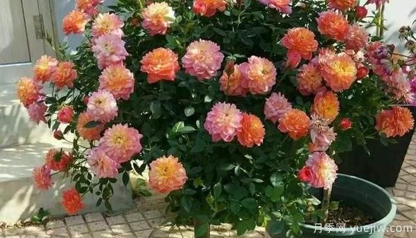 哪樣的花盆，可以用來(lái)種盆栽月季？(圖1)