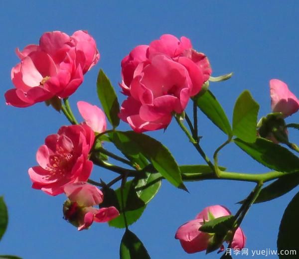怎樣修剪枝干，能讓花越開越多(圖1)