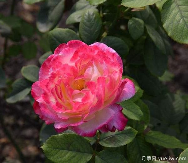 藤本月季修剪技巧簡括分哪些？南陽月季來解答(圖1)