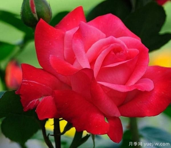月季花養(yǎng)護(hù)，我們?cè)鯓幼屗蔀檎嬲摹霸略录t”呢？(圖1)