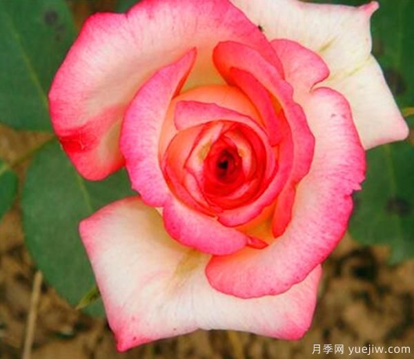 一般月季花哪個(gè)時(shí)期移栽會(huì)比較好？(圖1)