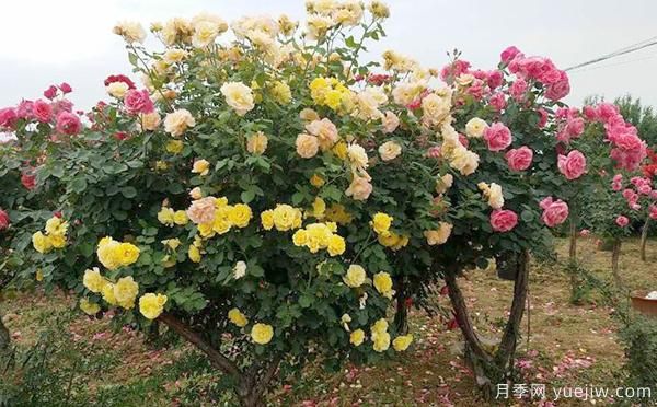 洛陽大花月季的施肥管理，你知道是怎樣的嗎？(圖1)