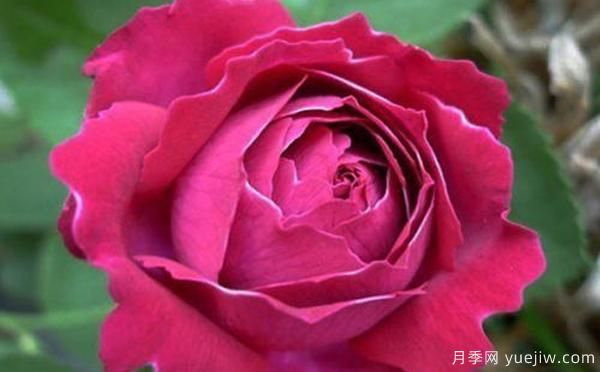 鄧縣盆栽月季種養(yǎng)有什么要了解的呢？(圖1)